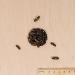 Légumes Secs - Haricot Nain Vert Divinel + 20 g Offert - MEDIA_3D